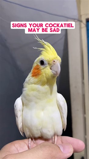 Sign your cockatiel may be sad 😔 #petcare #cockatieltips | Esperedion Rada