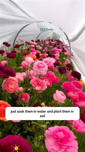 61K views · 583 reactions | Ranunculus Mixed Color Bulbs for Planting | SRK | Facebook