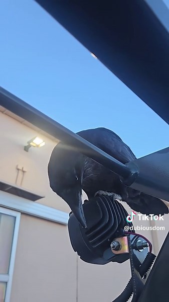 Exploring the Fascinating World of Crows and Ravens