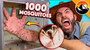 The Dangers of Mosquito Bites: A Close Call with 1,000 Insects