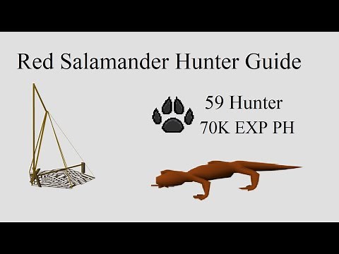 OSRS | Red Salamander Hunter Guide | 70K+ EXP PH | (Level 59 - 67 Hunter) | Quick guide
