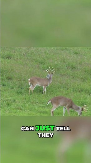 Hunting the Right Deer: Coastal Whitetail Deer Hunting Tips! #shorts