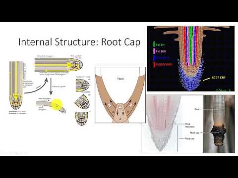 Internal Structure of Roots
