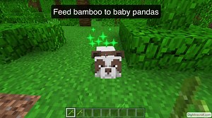 Panda in Minecraft