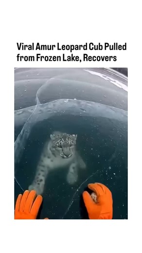 Rare Folio on Instagram: "The post shares a 55-second video of a rescuer extracting a young Amur leopard from a frozen lake after it falls through the ice, followed by warming, veterinary care for severe hypothermia (body temperature at 39°C), and its full recovery in a cosy setting. From a pet-focused entertainment account, the clip has exploded in popularity with nearly a million views and over 11,000 likes in under 24 hours, tapping into the emotional pull of real-time animal heroism narrativ