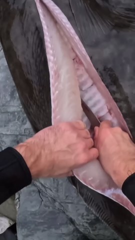 How to fillet a GIANT HALIBUT #spearfishing #halibut