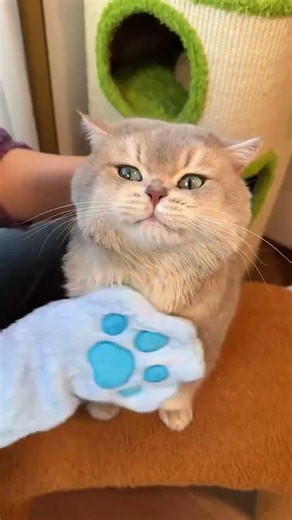 The SECRET to Bathing Cats Without the Drama! 🤫🐱✨ #CatHacks #PetCare
