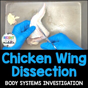 Chicken Wing Dissection - Skeletal System and Muscular System