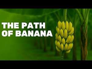 Bananas: From Plantation to Shelf | The History & Process of the World's Favorite Fruit!