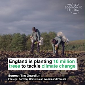 1.1M views · 33K reactions | Trees currently cover just 10% of England, compared to 35% of Europe on average. Learn more about the UK planting trees: https://wef.ch/2N1kTbo | World Economic Forum | Facebook