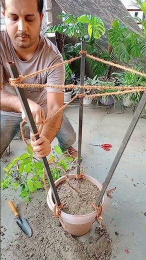 How to make STRONG Trellis for Climbing plants EASILY!
