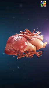 3.5K views · 76 reactions | Trái tim chúng ta có gì? Nguồn: BiologyZ | Sinh Thầy Tuấn | Facebook