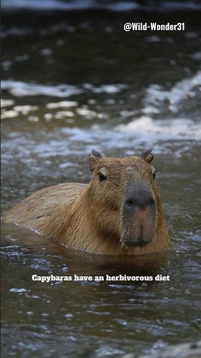 Capybara: The Largest Rodent of the Animal Kingdom 🐹🐹🐹 #fact #capybara #capybaralove #documentary