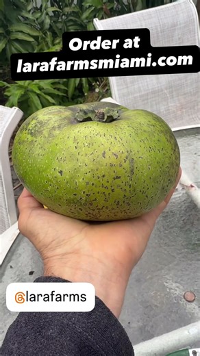 Best Black Sapote Variety? Look How Big This One Is!