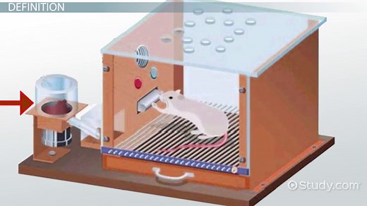 Skinner Box | Experiment & Operant Conditioning