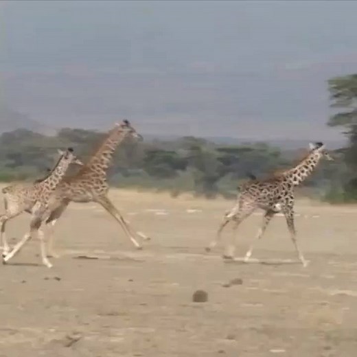 Giraffes can gallop 35 mph (~56 kph). http://bit.ly/16SfoVC | African Wildlife Foundation