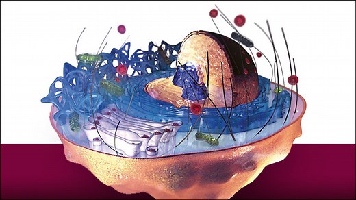 A high-resolution look at the human cell: Introducing the Human Cell Atlas