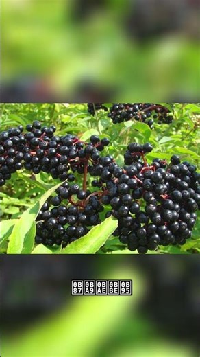 Elderberry: Types and Forms Explained - Your Ultimate Guide! #shorts