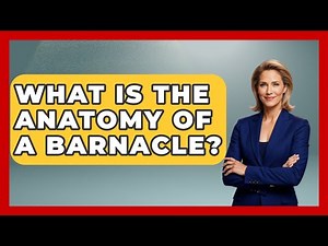 What Is The Anatomy Of A Barnacle? - The Marine Life Explorer
