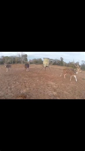 If you’ve been dreaming about a hard-horned Axis buck, now’s the time. We have prime Axis hunt opportunities available, featuring spot-and-stalk action, beautiful ranch settings, and an unforgettable Texas hunting experience. ✔️ Trophy-quality Axis ✔️ Spring & year-round opportunities ✔️ Fully guided, all-inclusive options available 📅 Dates are limited and filling fast — book now before they’re gone. 📞 Call or text (979) 877-8348 to get on the books today. South Texas Hunting Outfitters Your n