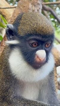 De comerse el mono a comer gracias al mono en Costa de Marfil #shorts