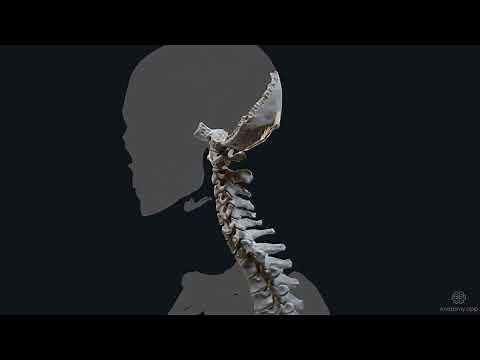 Human Anatomy Explained: The Ultimate Guide of Cervical Spine Movements | Anatomy.app