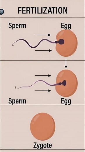 How Fertilization Happens| 3d Sperm meets Egg | Zygote Formation #aiart