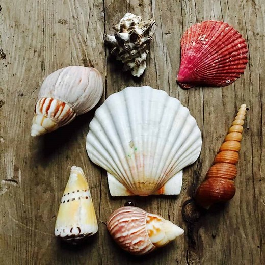 How to Drill a Hole in a Seashell