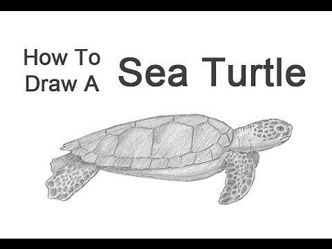 How to Draw a Green Sea Turtle