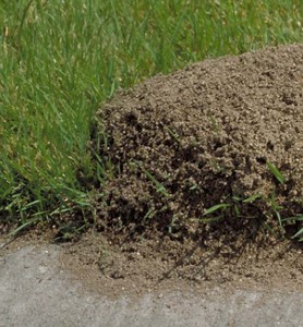 How to Get Rid of Ants in Your Lawn (Without Killing Your Grass)