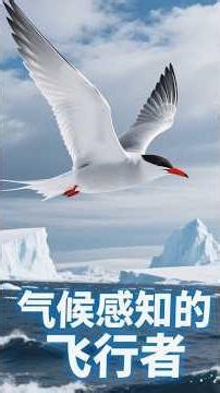 北极燕鸥避雨秘诀！能提前感知气候变化避开恶劣天气吗？ #科普 #北极燕鸥 #感知气候变化 #避开恶劣天气 #飞行适应