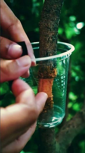 How to Grow a Litchi Plant at Home | Easy Gardening Tips