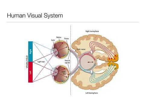 Introduction to Psychology 3.3: Sensation and Perception- Vision