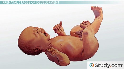 Prenatal Development | Definition & Stages