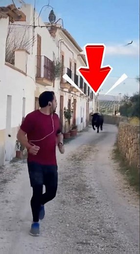 The bull that ran to his sick owner's house 🐂💔 #shorts #bulls