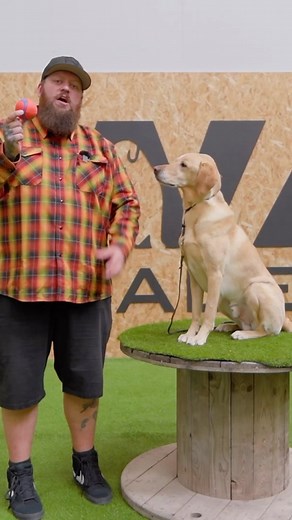 21K views · 192 reactions | Do you know how to teach your dog a leave...