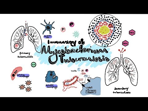 Mycobacterium Tuberculosis (TB) Immunology [Immunology basics, granuloma formation, TB reactivation]