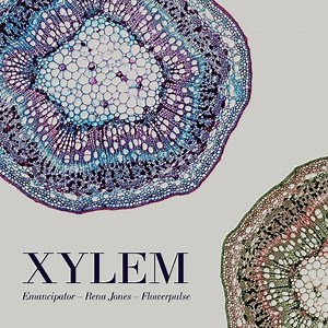 7K views · 522 reactions | ‘Xylem’ is out now in its entirety. Hope you like it  https://ffm.to/xylem-ep | Emancipator | Facebook
