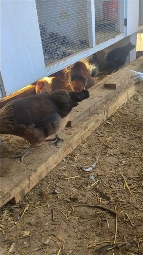 How Do Chickens Take A Bath?