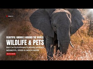 Beautiful Animals Around the World: Wildlife & Pets