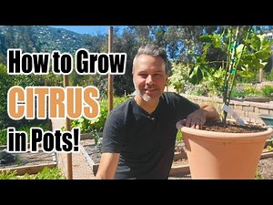 How to Grow Citrus Trees in Containers (or in the ground) // Complete Growing Guide