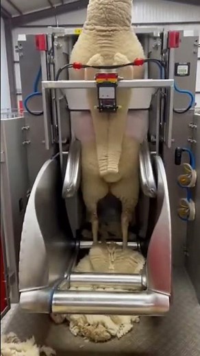 Watch the Shearing Magic Happen! 🐑✨