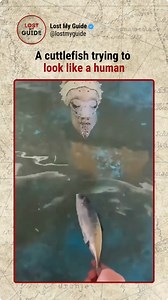 671K views · 3.9K reactions | Here’s what makes cuttlefish so special...