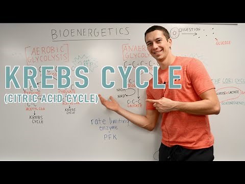 Krebs Cycle Explained!