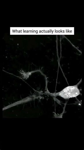 How Neurons Talk: Real-Time Neural Transmission ⚡🧠