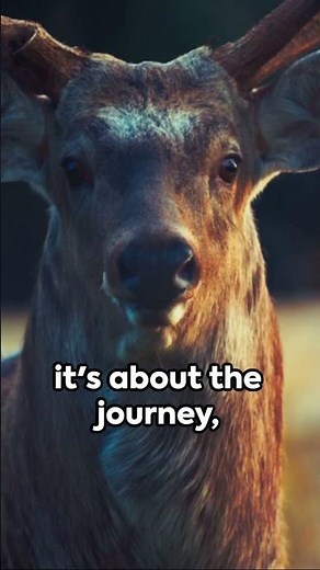 Elk Hunting the Muzzleloader Way | Tips, Techniques, and Thrilling Shots!