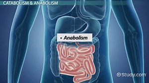 Digestion of Macromolecules: Catabolism, Anabolism & Indigestible Molecules