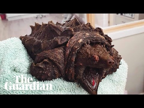 Fluffy the alligator snapping turtle found in Cumbrian tarn