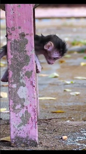 Life of Monkeys: Adult Monkey Makes Baby Monkey Fall On Its Face While Climbing