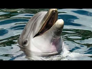 Dolphin laughing sound effect for editing video (recalling sound effect)